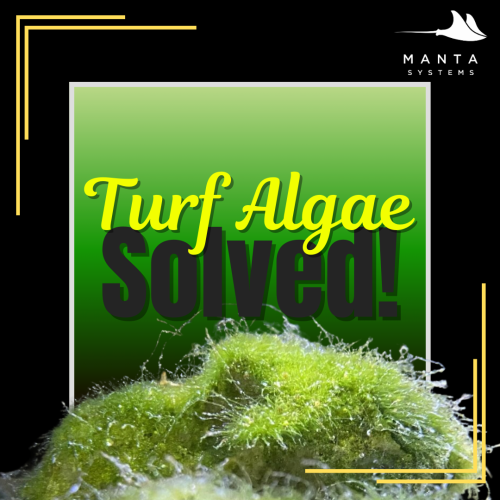 Turf Algae.png