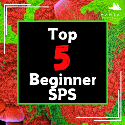 5 beginner SPS.png