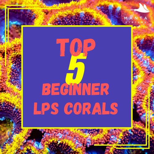 LPS Corals.png