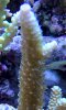 Yellow Acropora Close Up.jpg