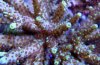 Acropora Yellow fuzz Close Up.jpg