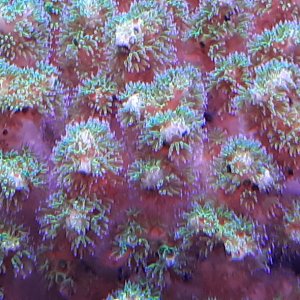 Pocillopora closeup.jpg